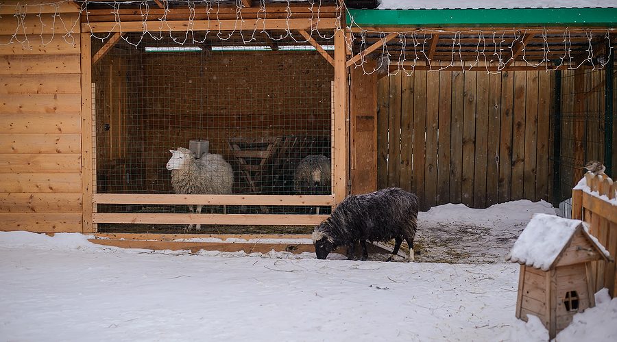 Black and white curly sheep inside a custom sheep yards