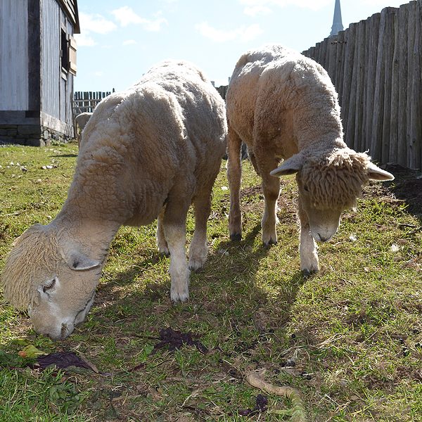 Closeup of two sheep grazing in a yard 