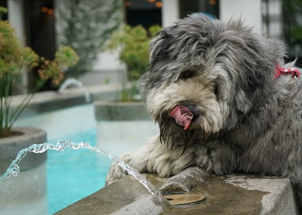 Here’s How To Keep Your Furry Friend Fully Quenched And Not Drenched With Pet Drinking Fountains
