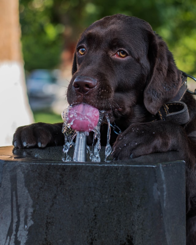 Pet drinking fountains